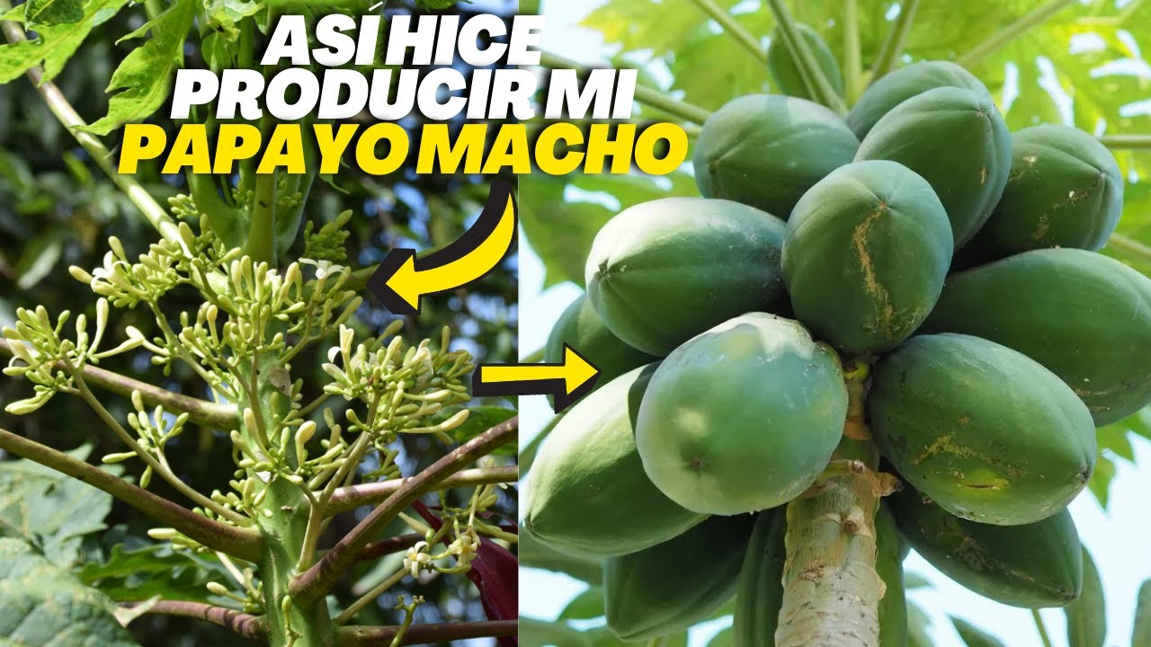 Cómo Hacer Producir a una Planta “Macho” de Papayas o Lechosas
