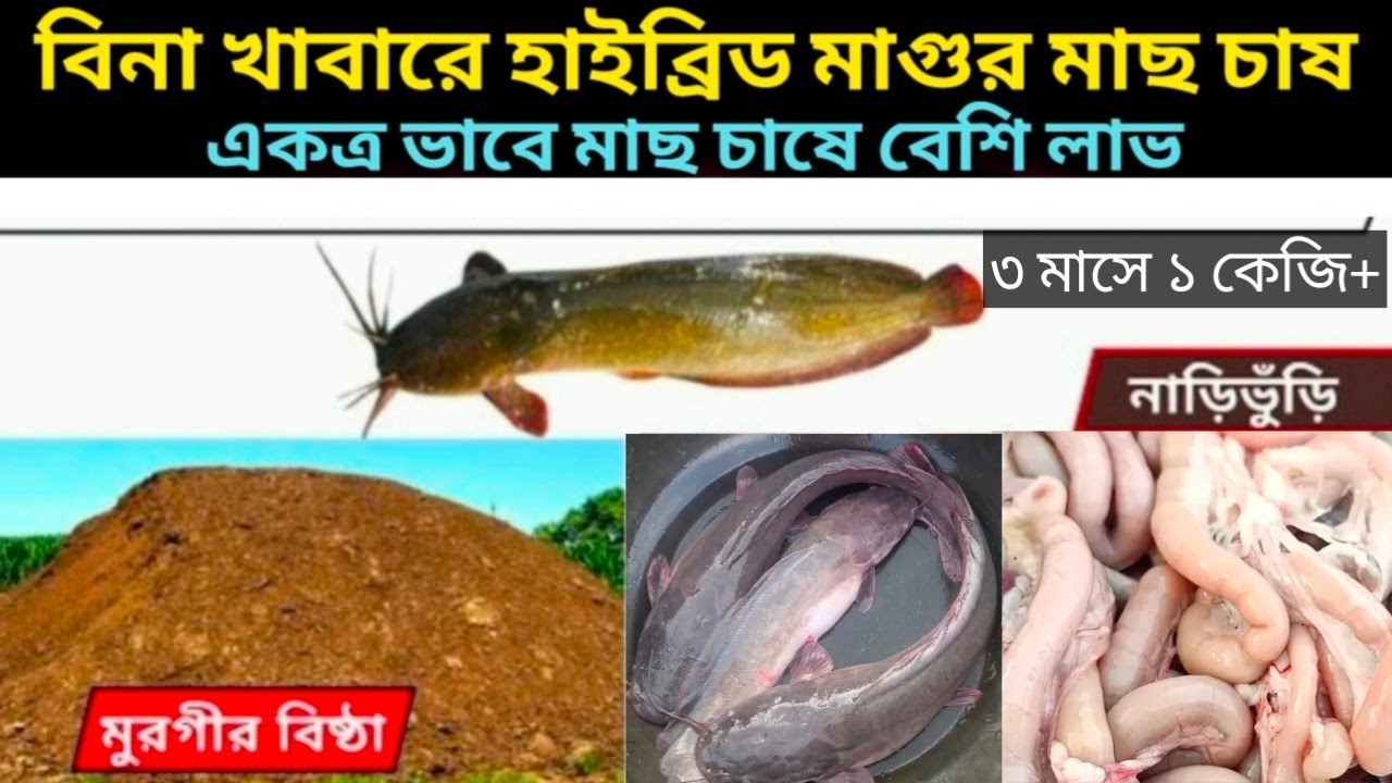 বিনা খাবারে হাইব্রিড মাগুর মাছ চাষ। মাগুর মাছের একত্র চাষ পদ্ধতি। Hybrid magur fish farming Business