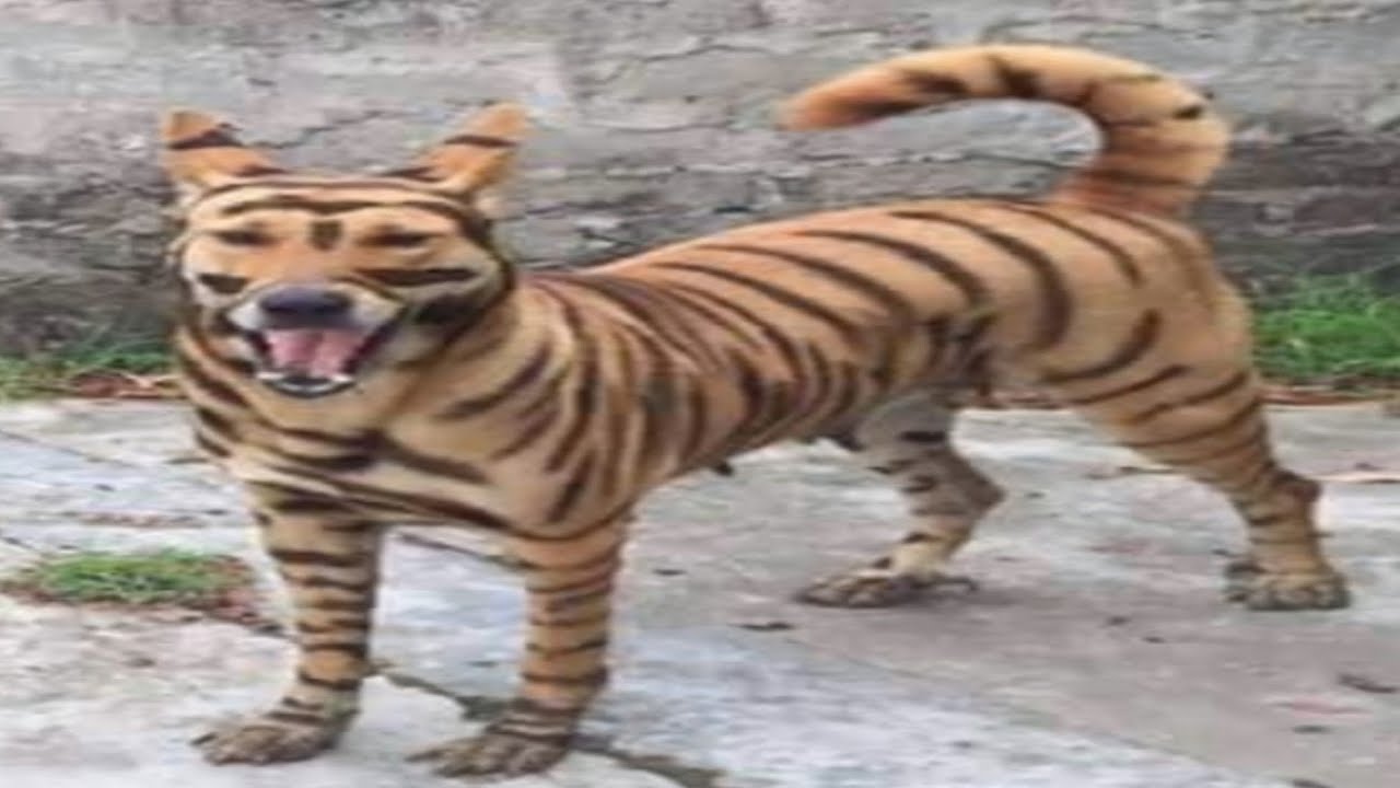 Top 5 Sigma Dogesh Bhai 