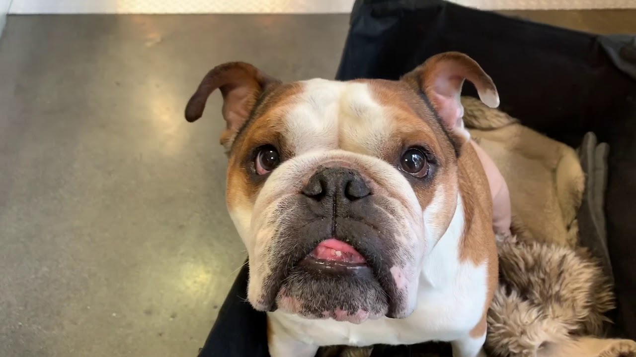 Dog Vlog 13 - I’m walking again!!!