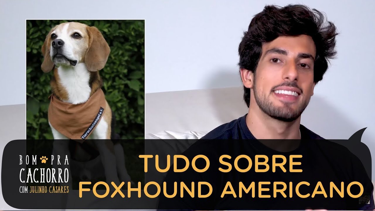 FOXHOUND AMERICANO - TUDO SOBRE A RAÇA DE CACHORRO | JULINHO CASARES