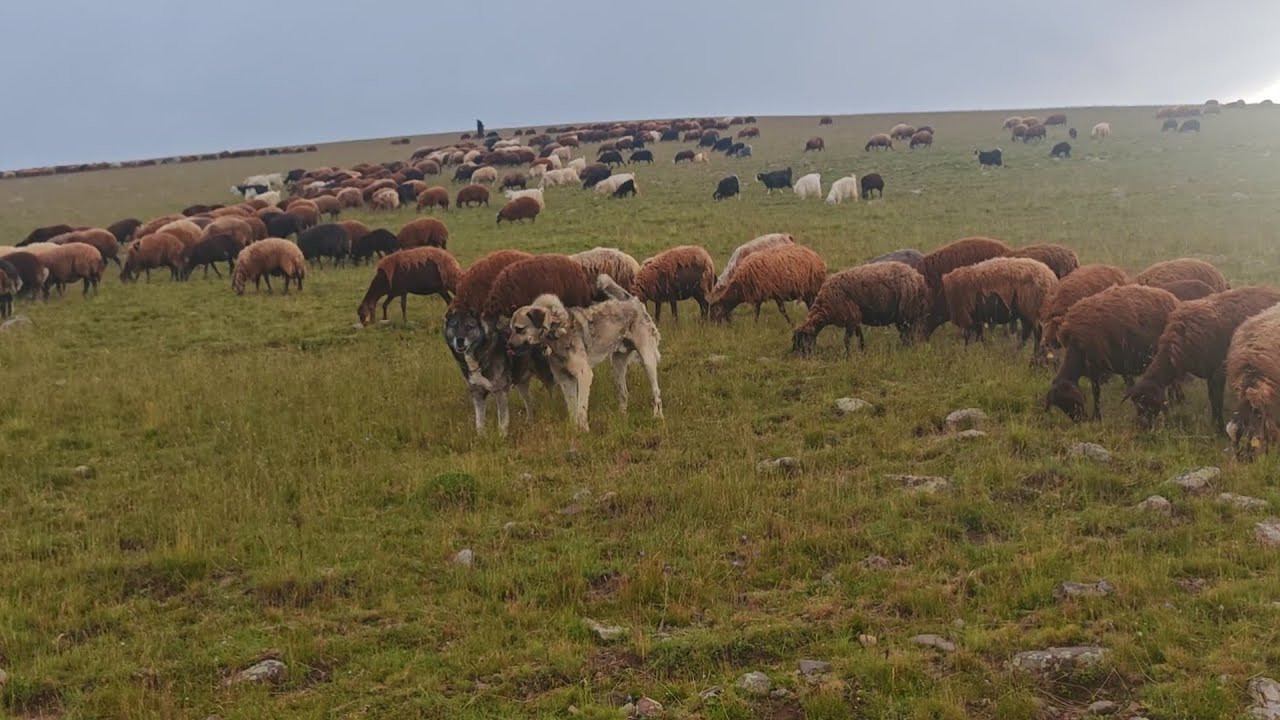 KÖPEKLER SÜRÜDE LİDERLİK SAVAŞI SÜRÜYE TUZ VERDİK YATAN TAVŞAN.