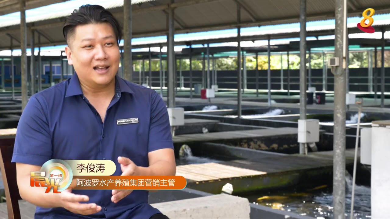 晨光|餐桌背后： 本地渔场加速科技化 应付国人海鲜需求