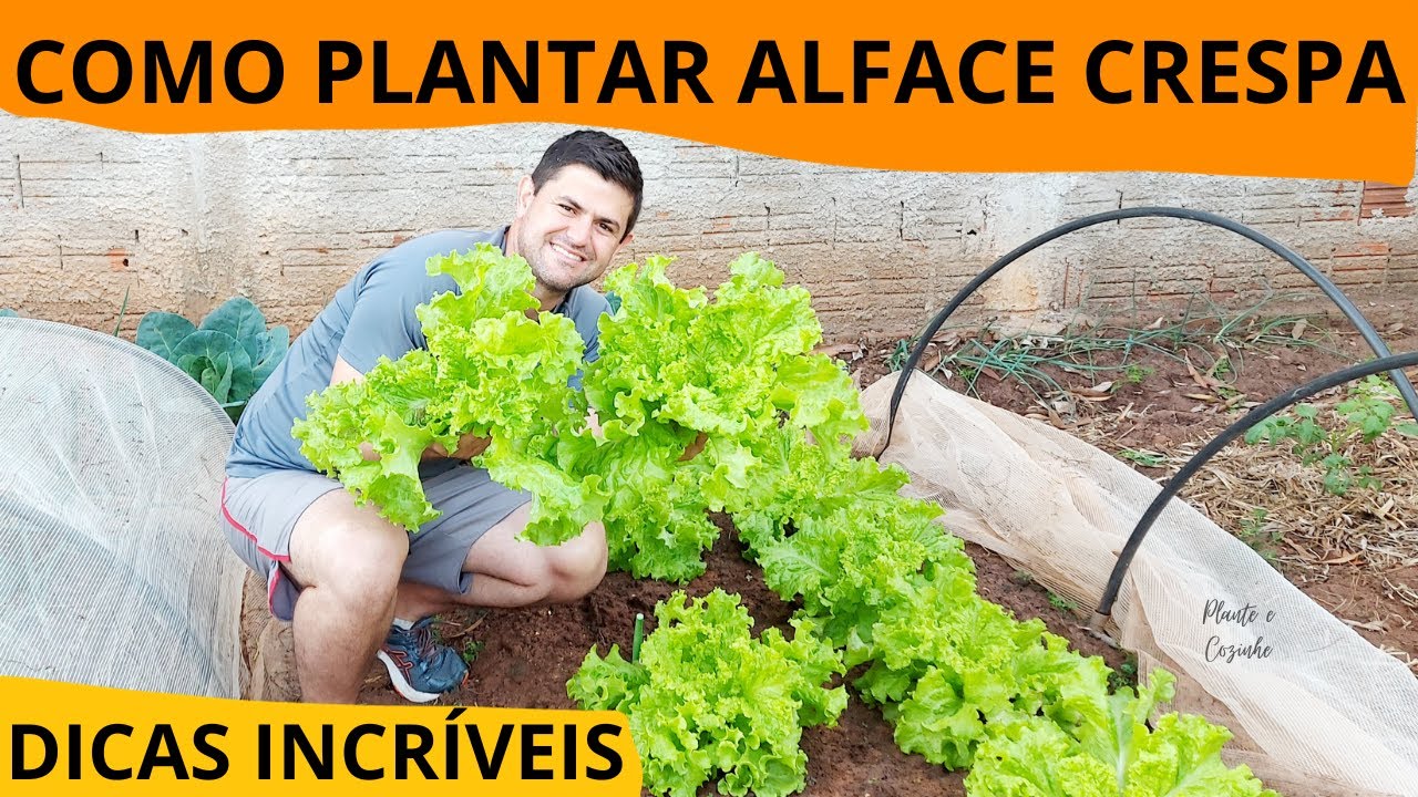 Plantar ALFACE CRESPA nunca foi TÃO FÁCIL! Aprenda o JEITO CERTO, FÁCIL, RÁPIDO com DICAS de cultivo