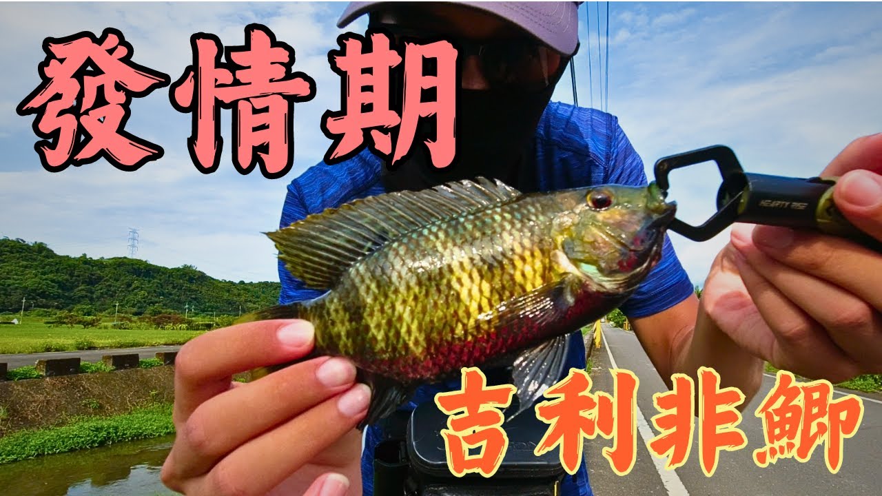 這種魚暴躁的攻擊假餌  中魚衝擊力超爽!