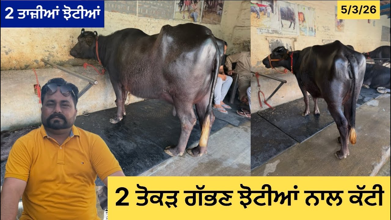 ਤੋਕੜ ਗੱਭਣ। ਝੋਟੀਆਂ ਤੇ 2 ਤਾਜ਼ੀਆਂ ਚੰਗੀਆ ਪਿੰਡ-ਲਹੇਲ ਖੁਰਦ ਜਿੰਲਾ-ਸੰਗਰੂਰ 98784-47518