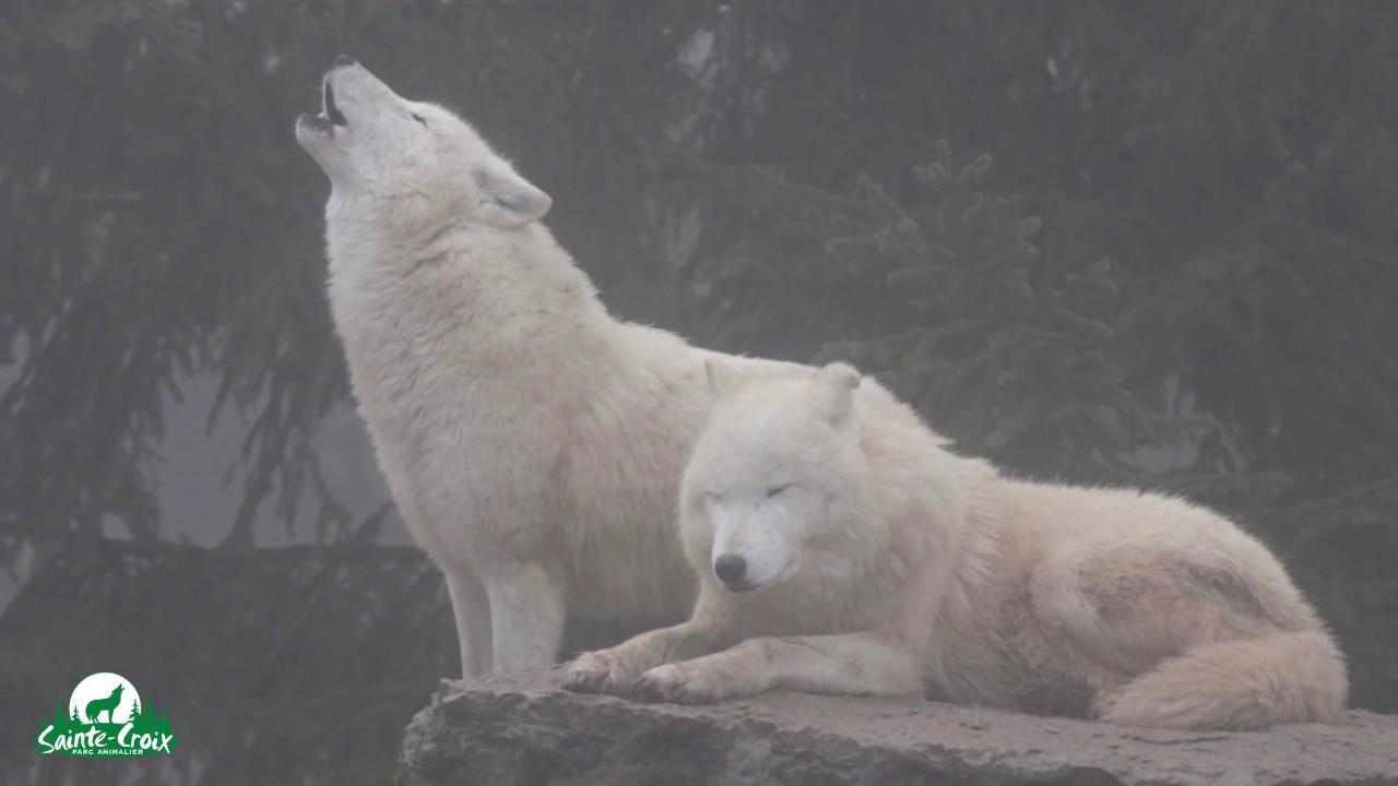 Hurlement des loups arctiques dans la brume