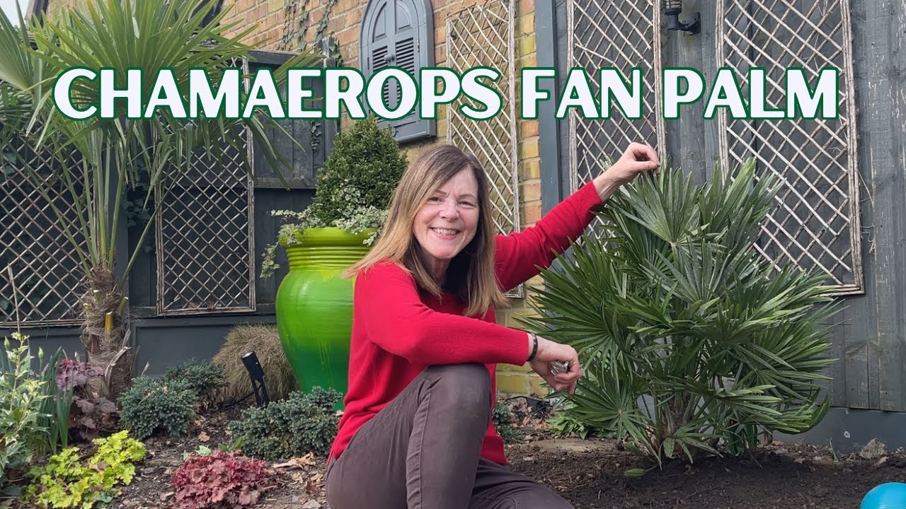 Chamaerops Fan Palm, Fern Pruning & Frogspawn Update 🌴