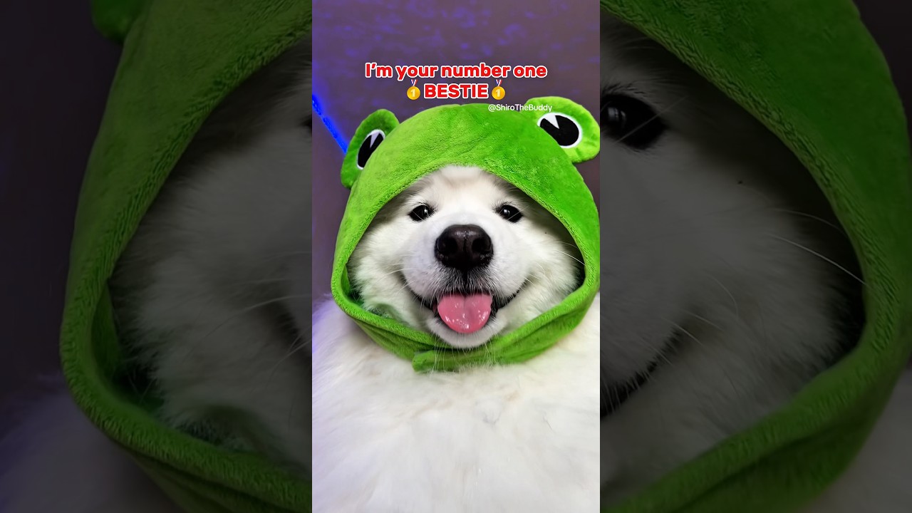 Send this to your Bestie 🥇ib:lukefranchina #dogshorts #cute #funny #cutedog #puppy #dog #samoyed