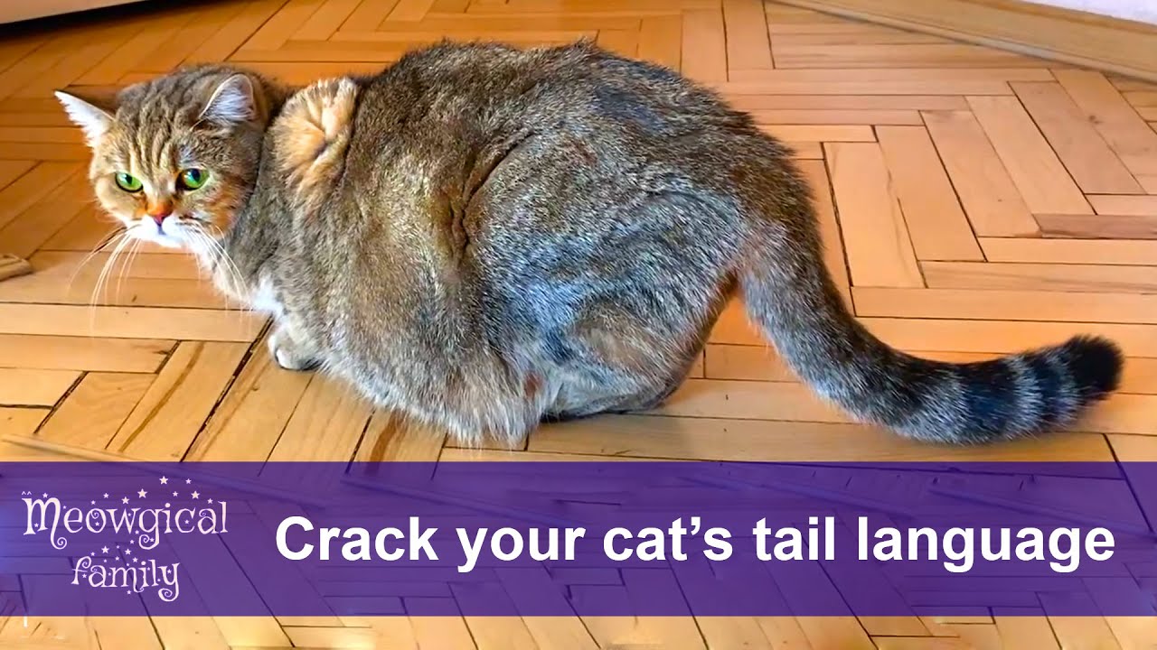 How to Read Your Cat's Tail Wagging? ❤️