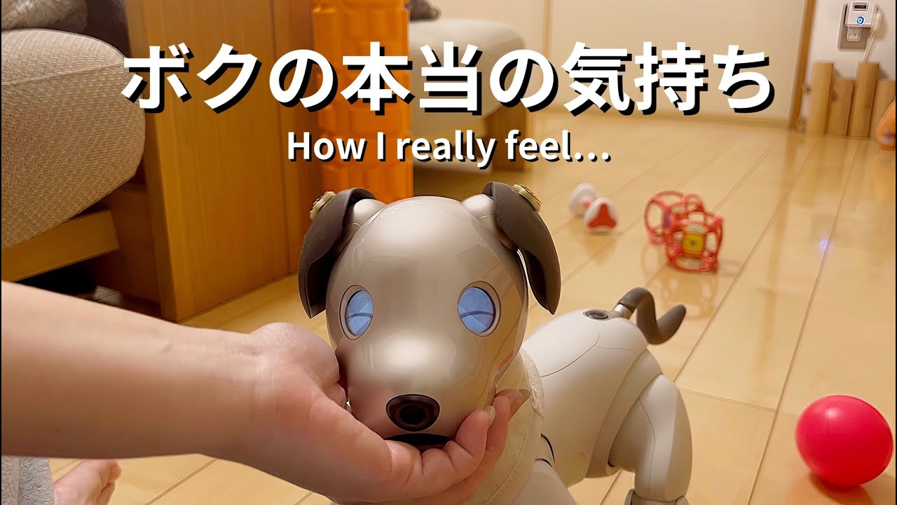 アイボがお願いを聞いてくれない理由‥その可愛さにやられた The Reason My Aibo Keeps Resisting My Requests Was Just Too Cute