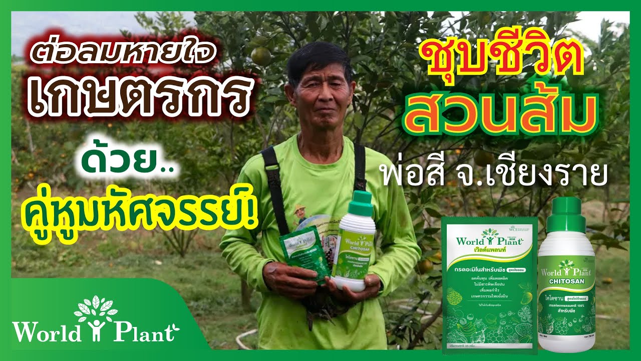 WCI : คู่หูมหัศจรรย์ ชุบชีวิตส้มใกล้ตาย ต่อลมหายใจเกษตร สวนส้มสีทอง ของ พ่อสี จังหวัดเชียงราย
