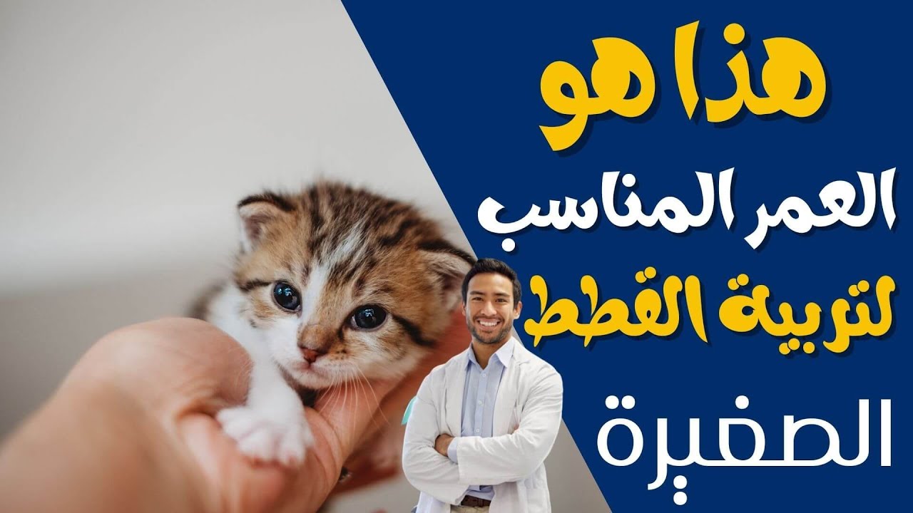 متى يتم الفطام للقطط الصغيرة ؟والعمر المناسب لتربية القطط الصغيرة وفصلها عن أمها!