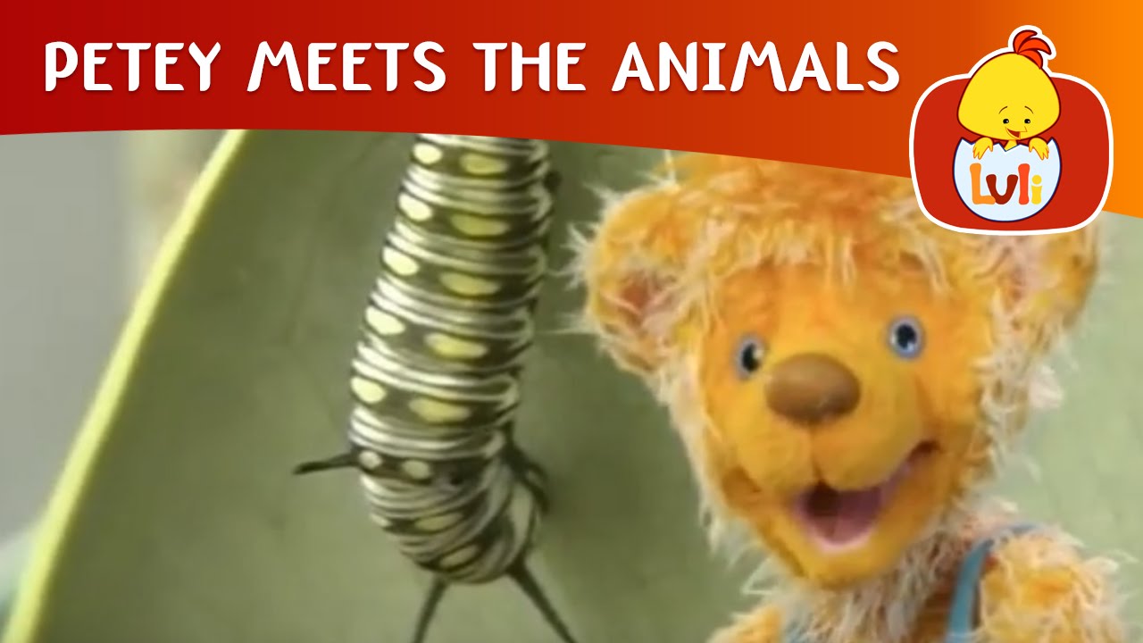 Petey Meets the Animals | Cartoon for Children - Luli TV