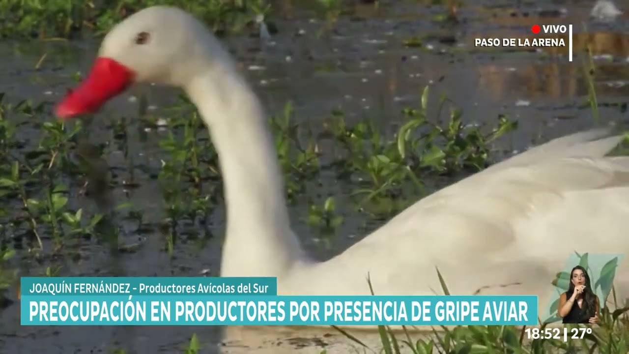 Preocupación de productores por presencia de gripe aviar | El presidente de Productores Avícolas del