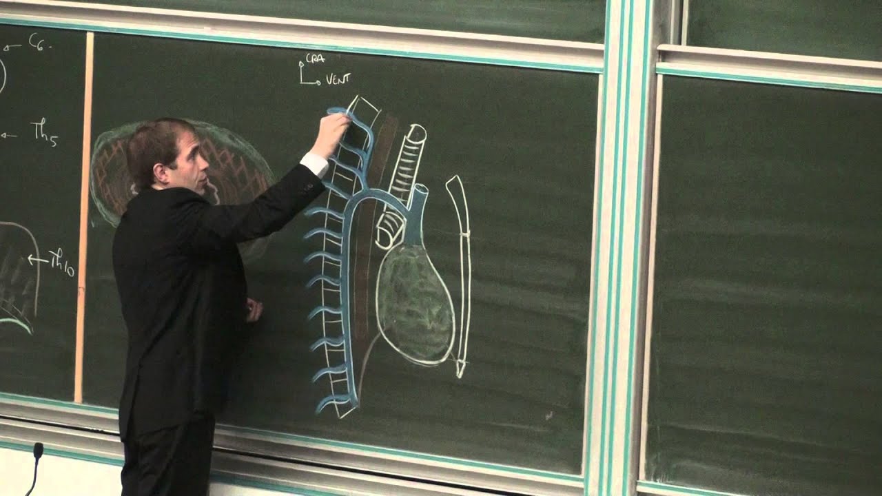 Cours d'anatomie : Œsophage