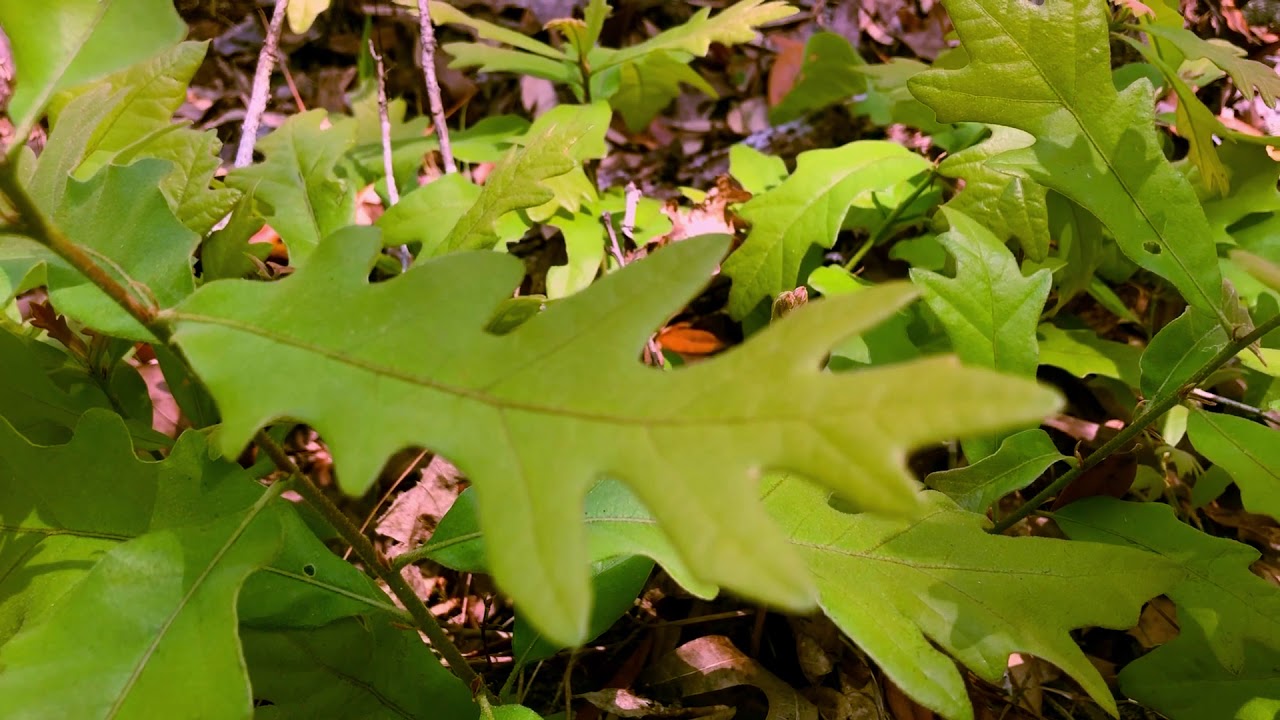 Sand Post Oak (Quercus margarettae)