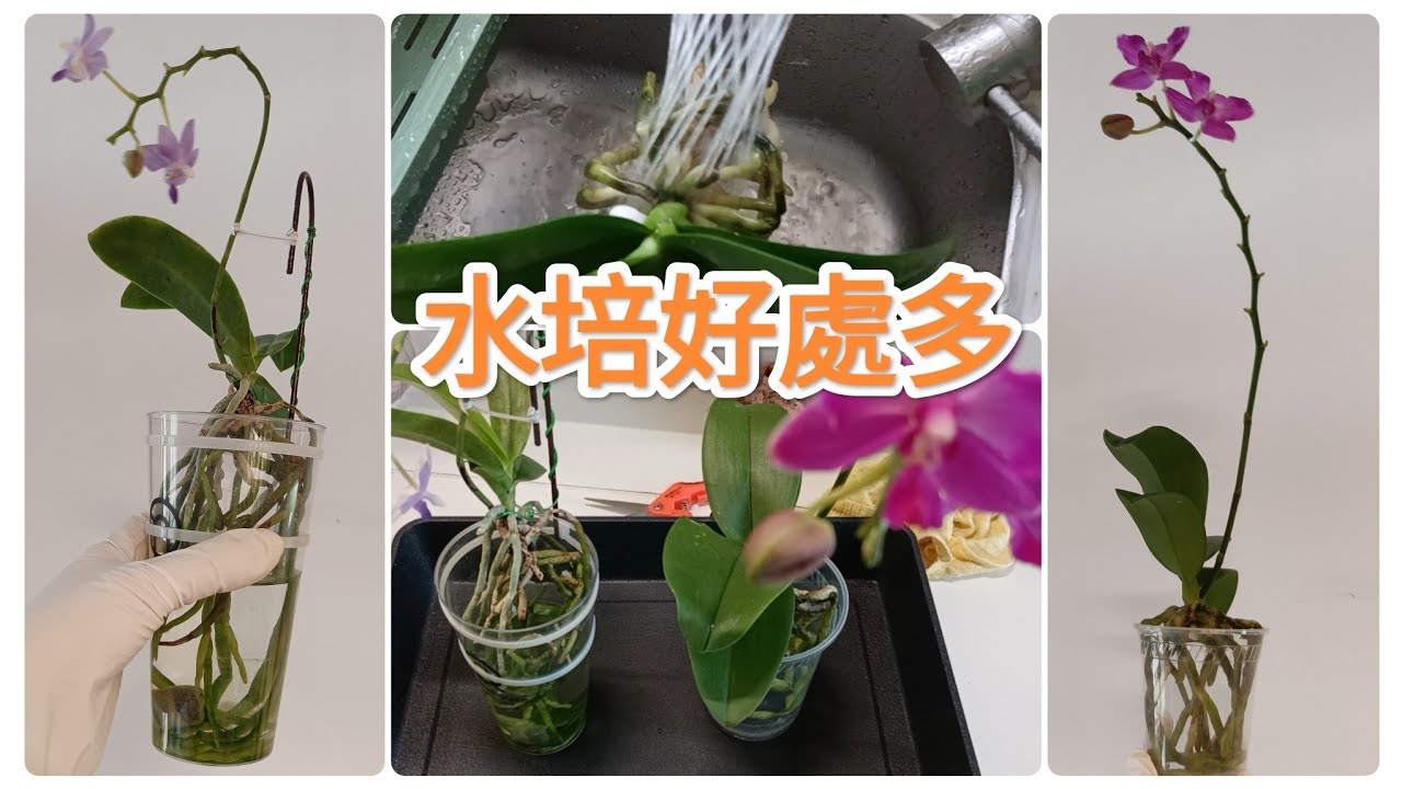 蝴蝶蘭水培，幹淨衛生，節省時間打理，賞花賞葉還可賞根11/8/2024