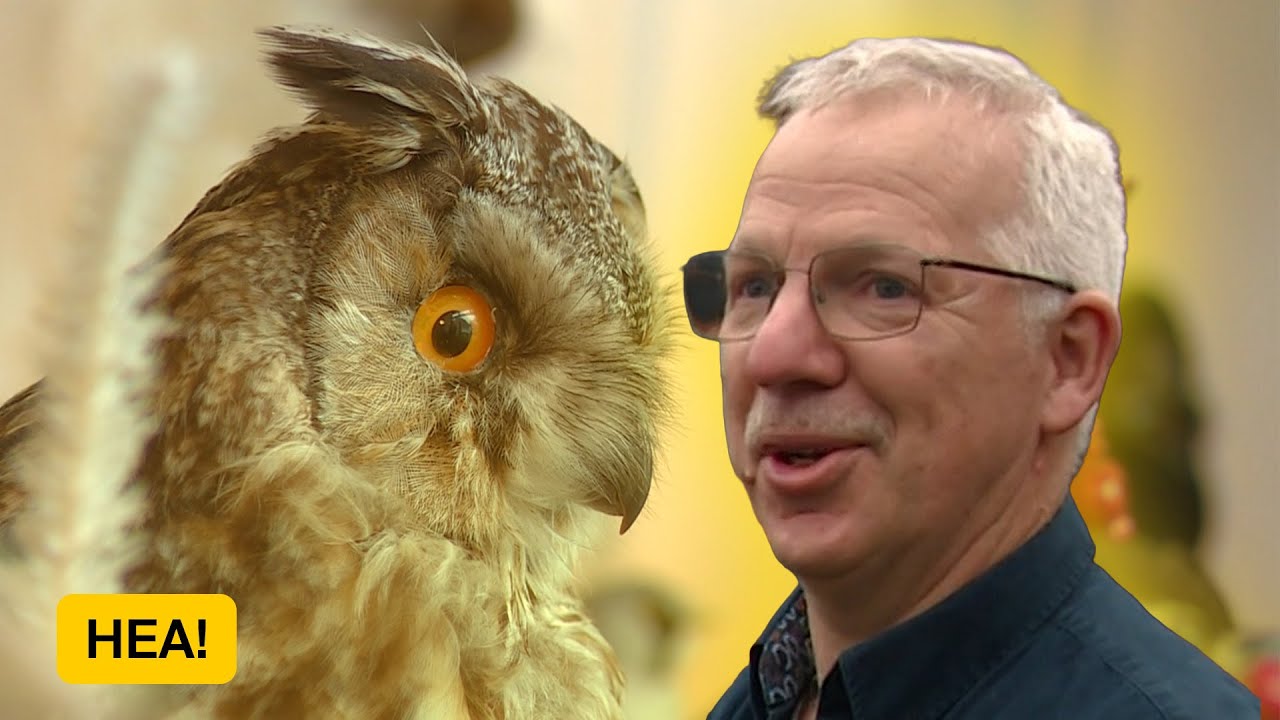 Slager Bennie zet vogels op  | HEA!