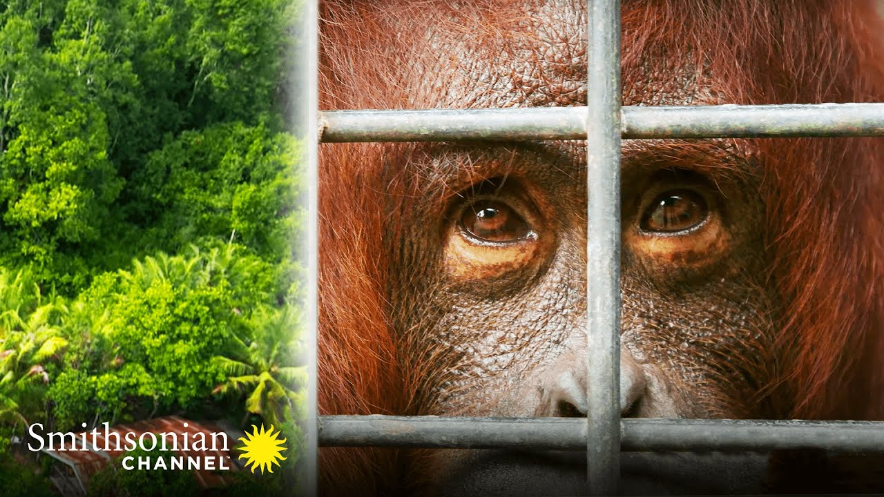 Orangutan Jungle School Graduates Prepare for Freedom 😃 Smithsonian Channel