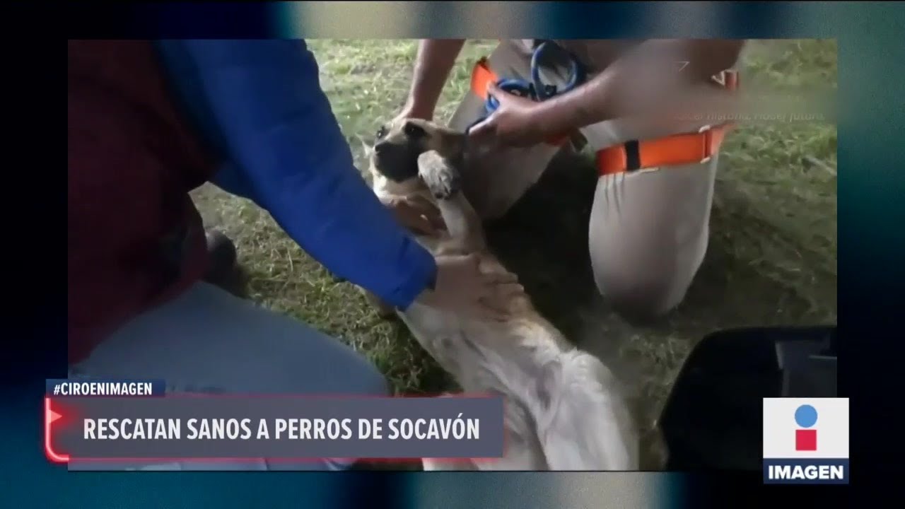 Rescatan a perros que cayeron en socavón de Puebla | Noticias con Ciro Gómez Leyva