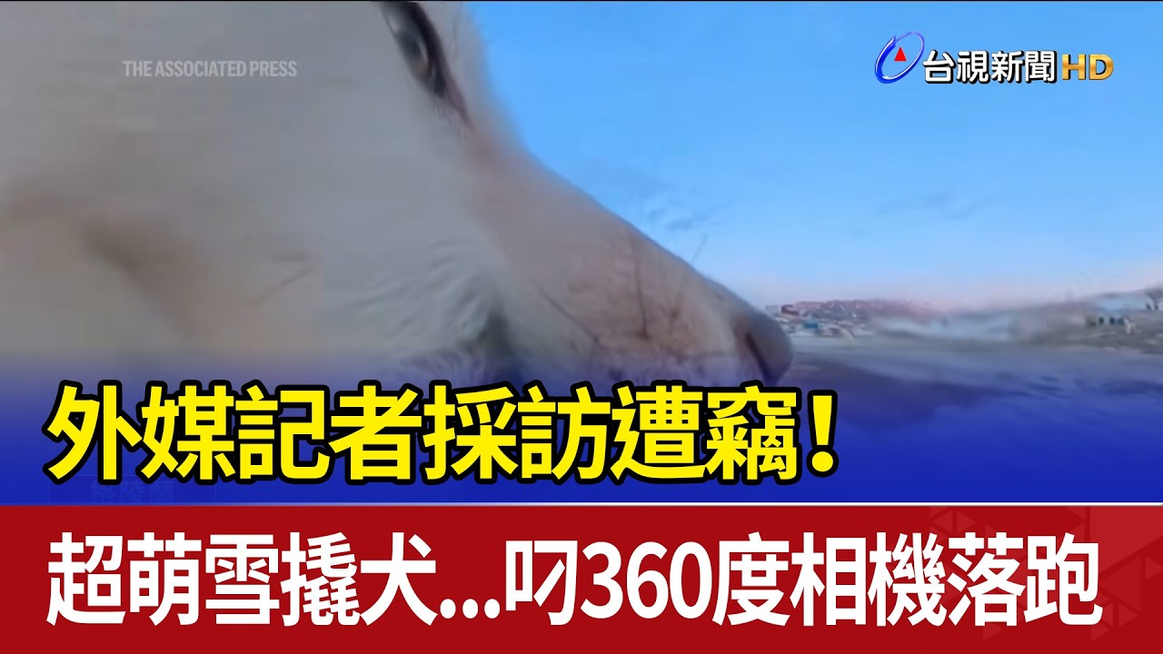 外媒記者採訪遭竊！ 超萌雪撬犬...叼360度相機落跑