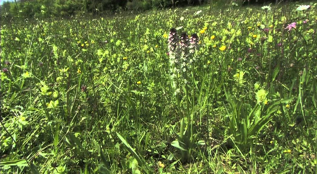 OPHRYS, les orchidées des Petites Pyrénées