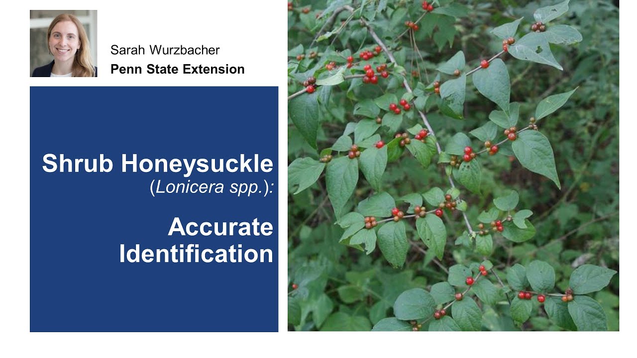 Shrub Honeysuckle: Accurate Identification
