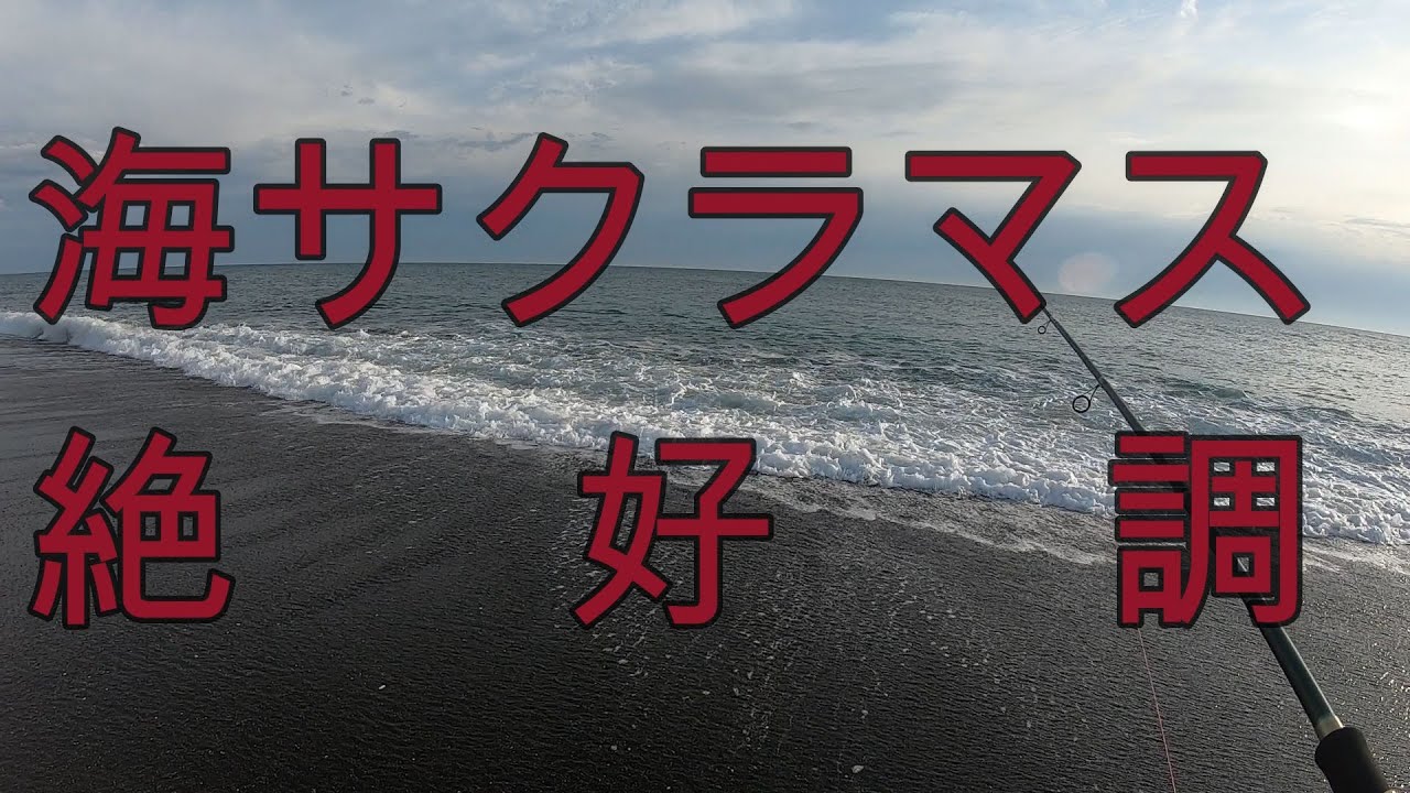 2023/05/21　海サクラマスフィッシングですこの日はトドが現れて釣れないと思っていたらさいごに3匹連続で釣れました