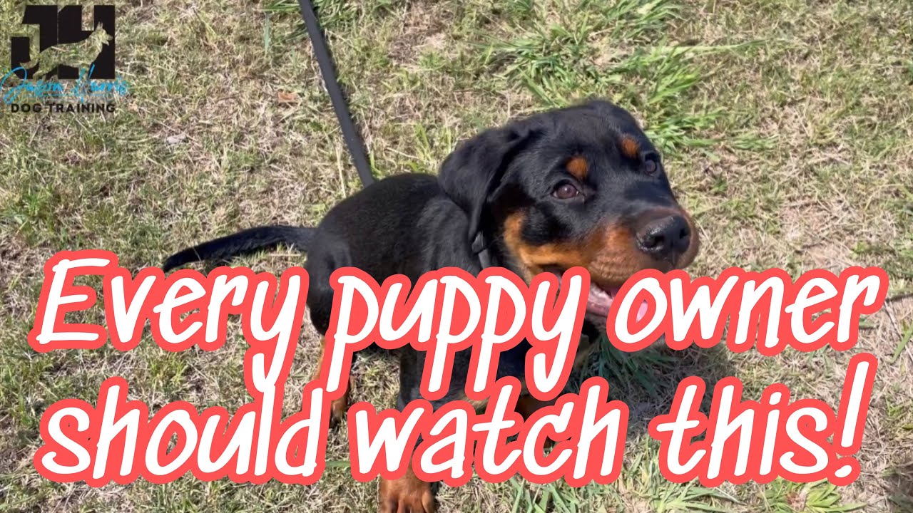 Every puppy owner should watch this ! #dogtraining #dog #puppytraining