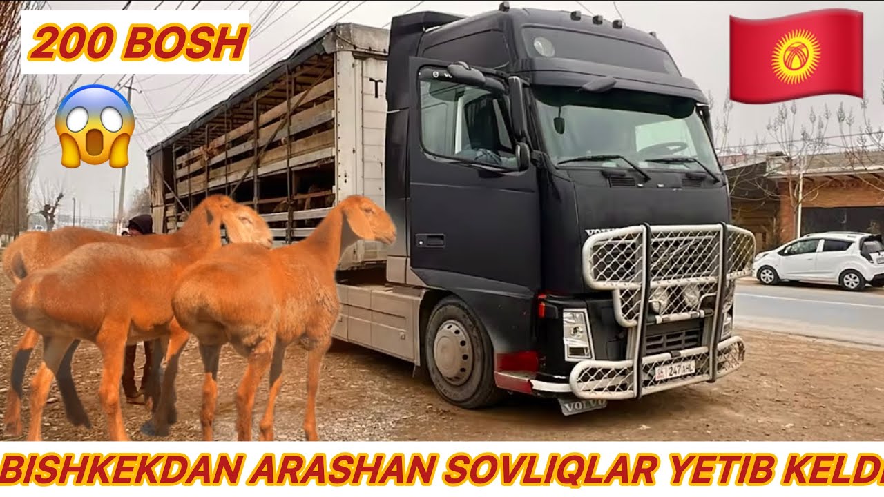 🇰🇬QIRGIZISTON BISHKEKDAN ARASHAN BO’GOZ SOVLIQLAR YETIB KELDI SHOSHILING 😱😱😱