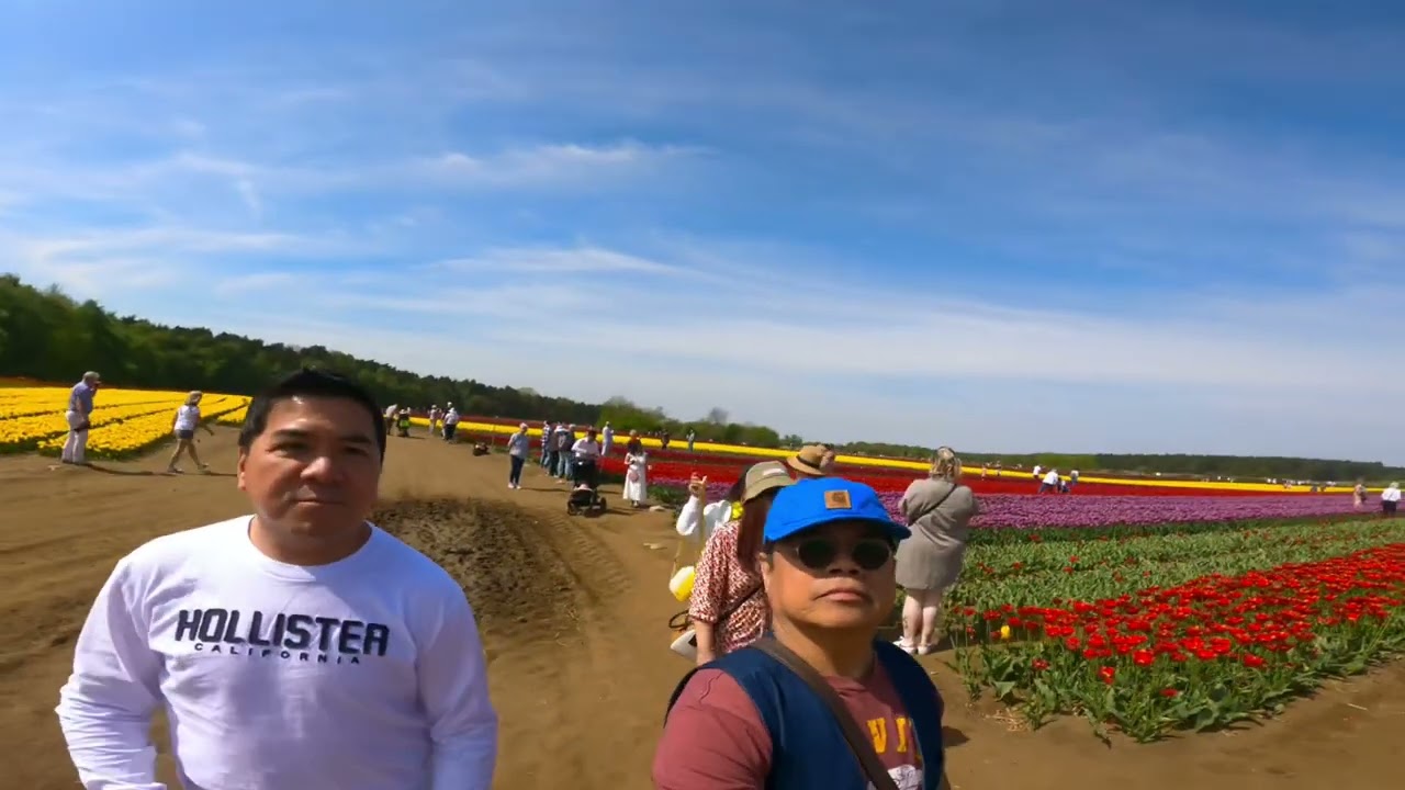 Tulip tapping Norfolk
