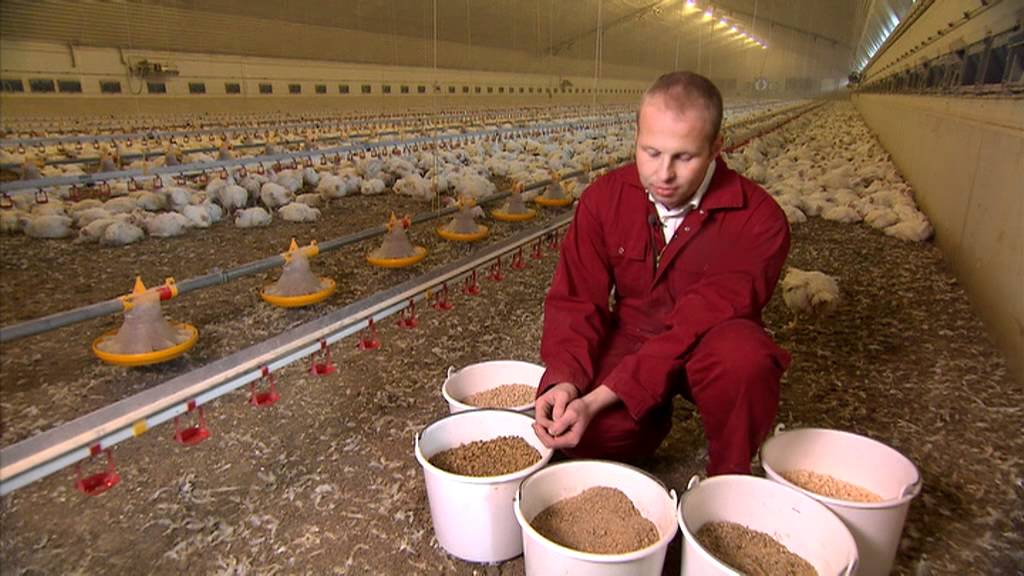 Sauberer und trockener Boden für das Tierwohl