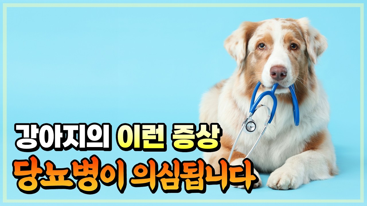 강아지가 당뇨병에 걸렸다면 어떻게 해야 할까?