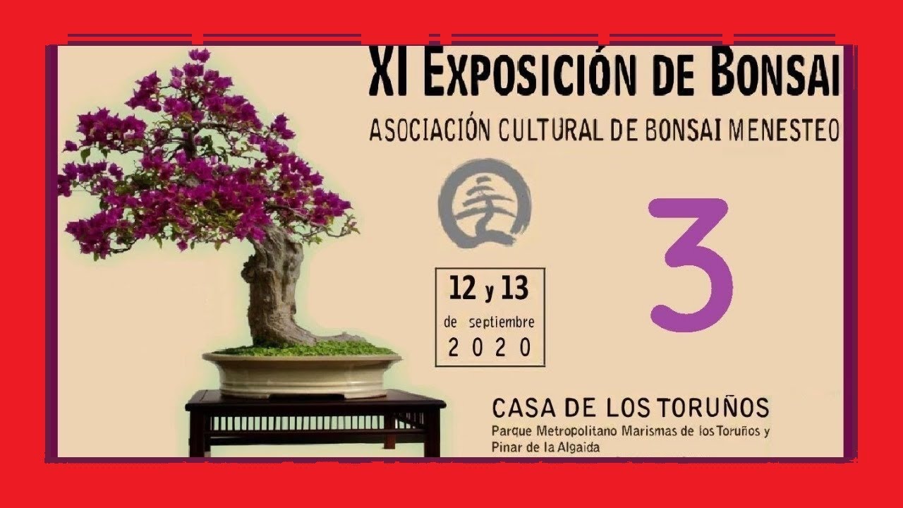 Exposición de bonsai / Asociación Menesteo 2020🌳CURSO Para Principiantes 2021✅ #mateobonsai