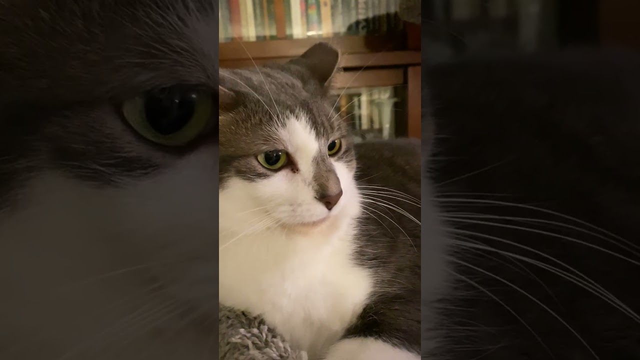 Vasya the beauty waves his paw like a celebrity on tour.