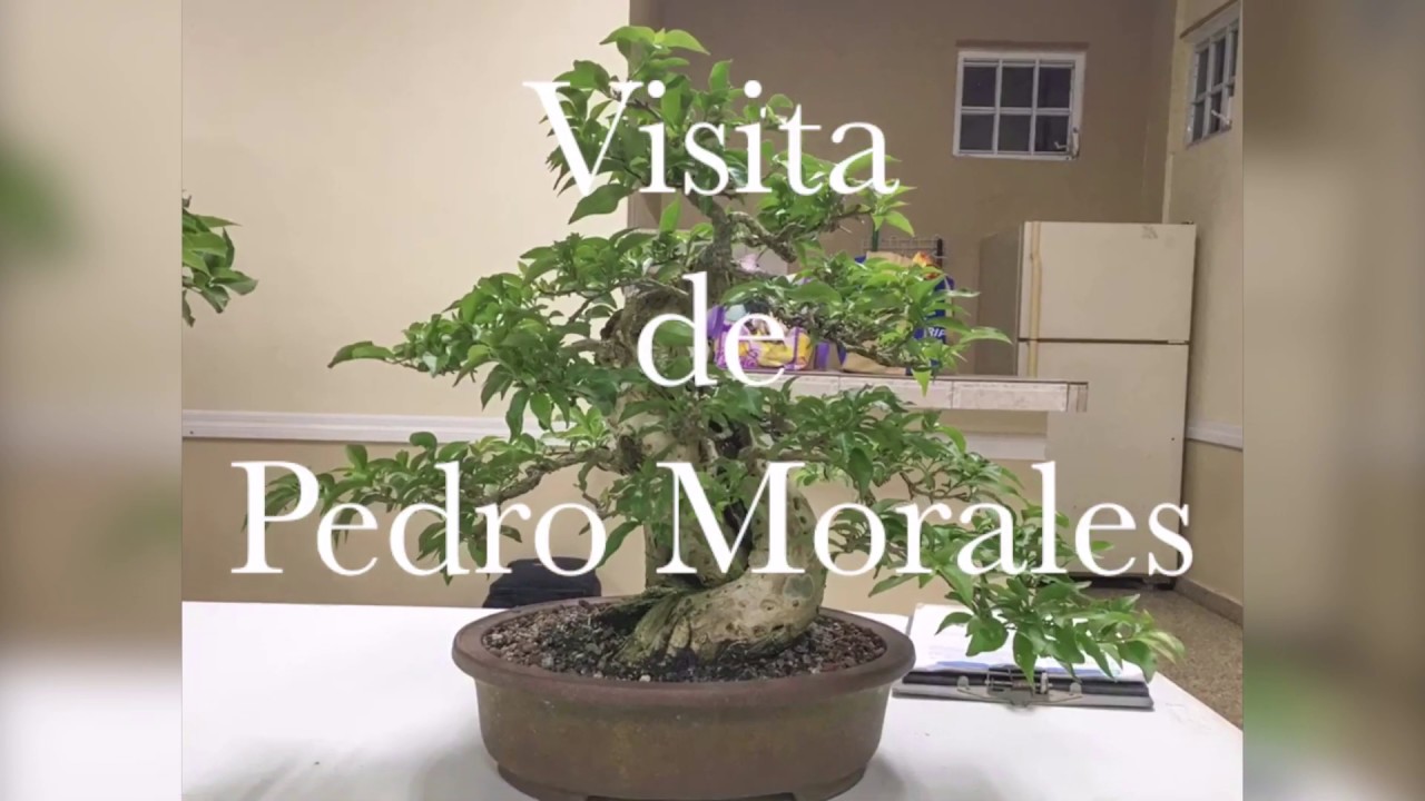 Visita del Maestro de Bonsai Pedro Morales