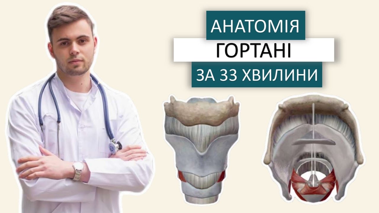 Анатомія гортані