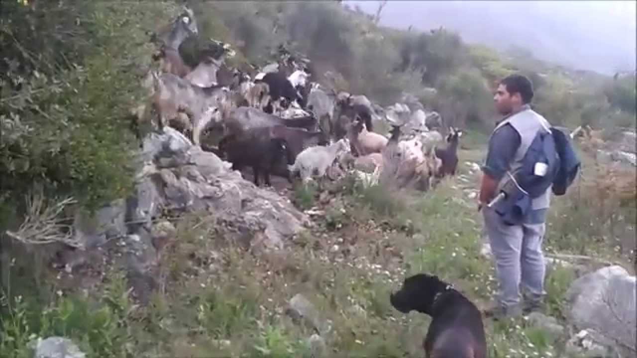 Un giorno con i Pastori