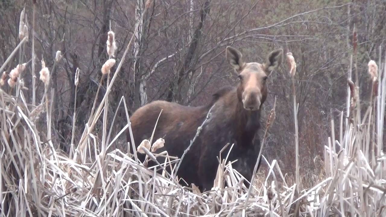 Baseline Lake-Whitecourt AB