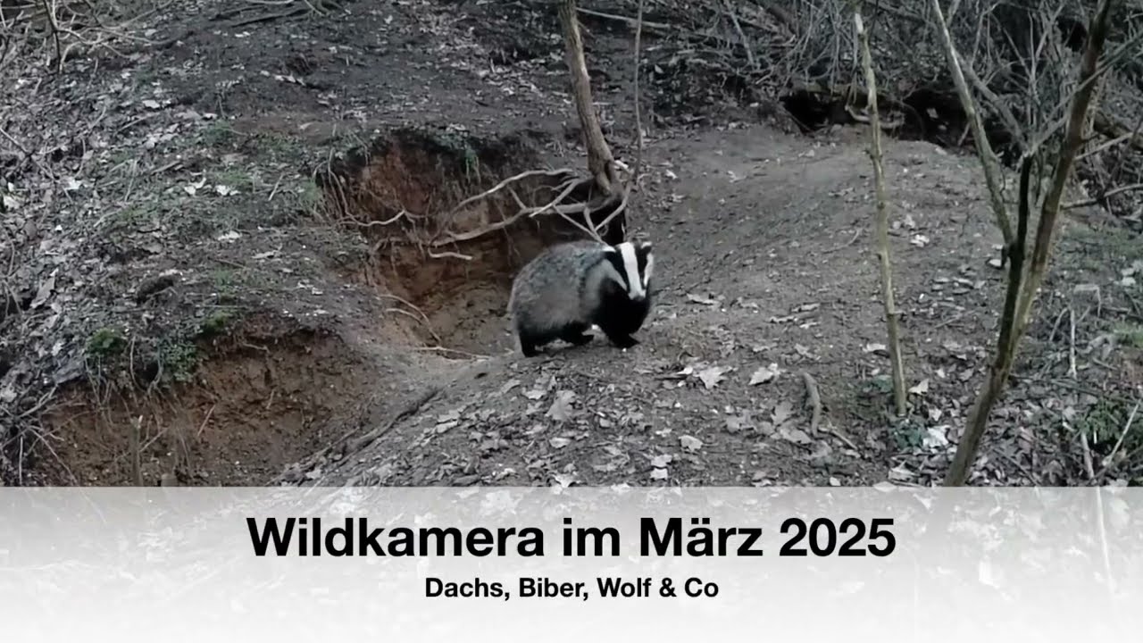 Wildkamera im März