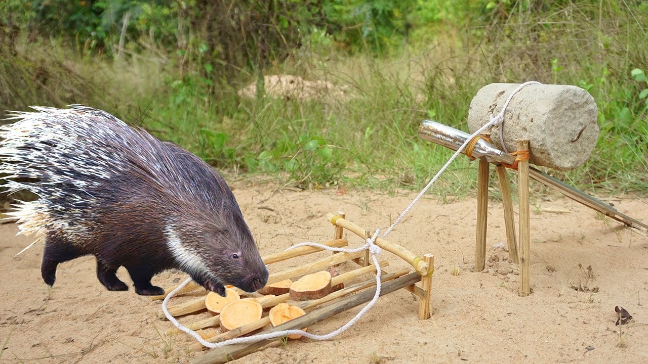 DIY Porcupine Trap Using Hand Saw ,Stone & Wood  ( That Trap Work 100% )