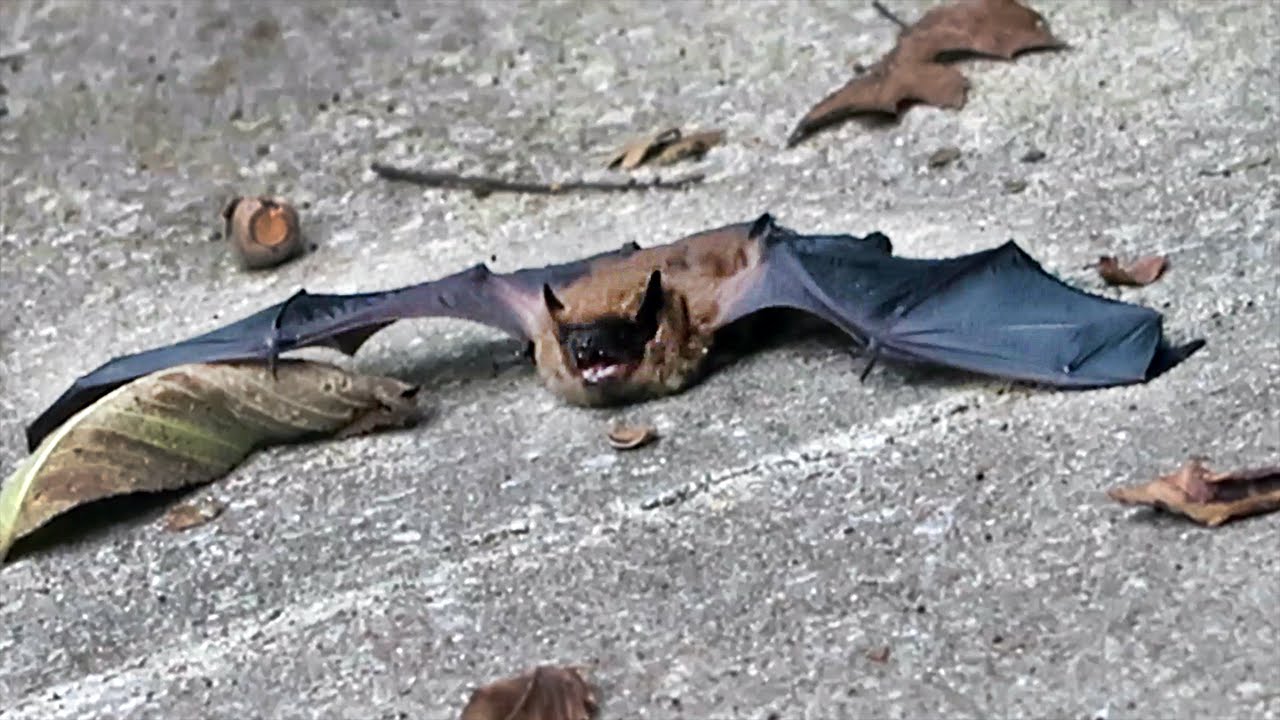 WHEN BATS ATTACK!!!
