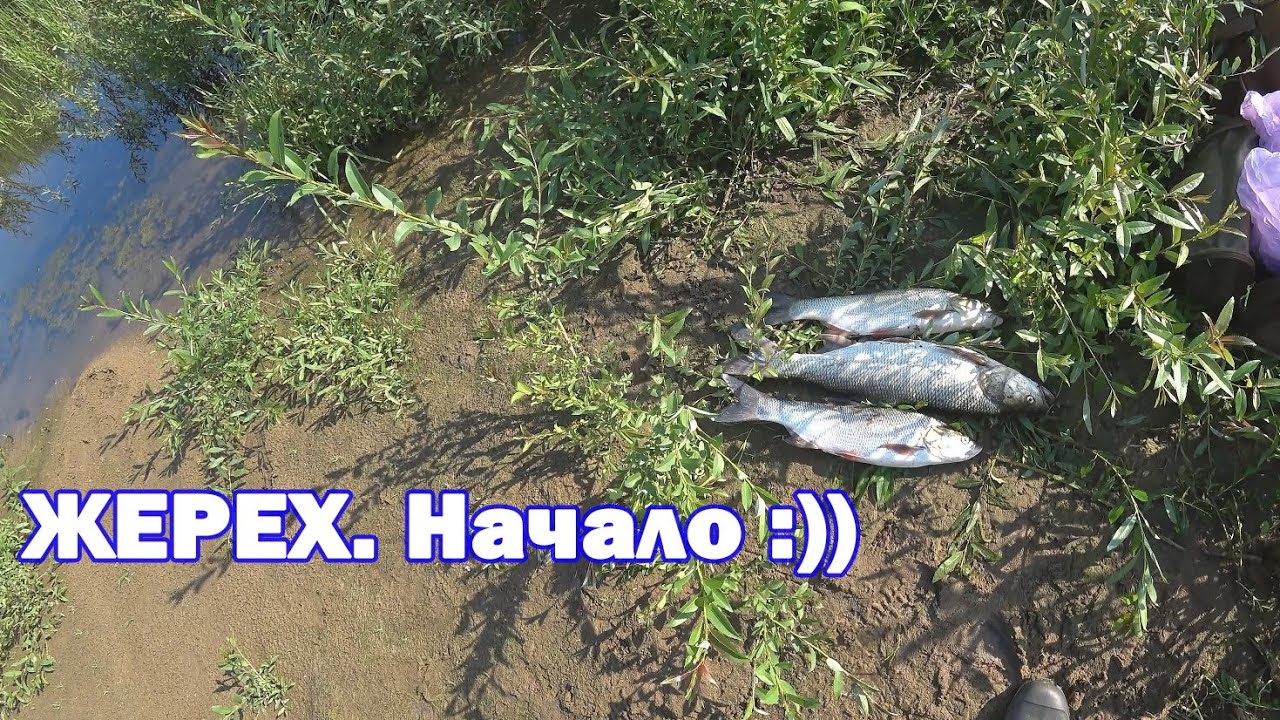 КРУПНЫЙ ЖЕРЕХ на Кукри/Ятаган ручной работы. Рыбалка на Оке в июле 2022.