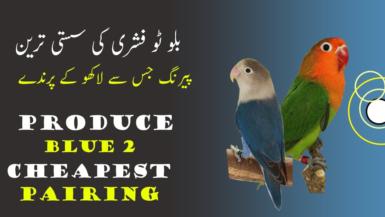 What is Blue 2 Lovebirds, how to produce Blue Two Lovebirds from Cheapest pairing