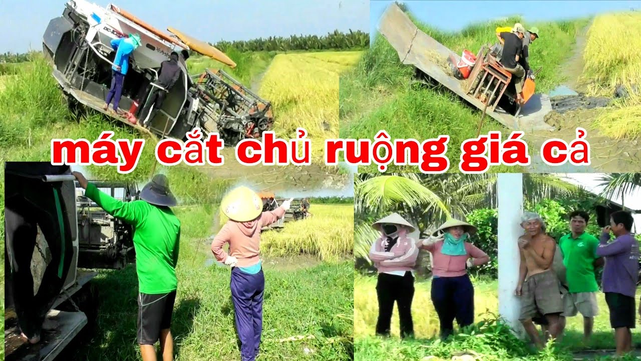 XEM MÁY CẮT LÚA IDOL THÁI MIỀN TÂY THANH KHOA GẶP ĐẤT DẺO ĐỒNG VUÔNG TÔM
