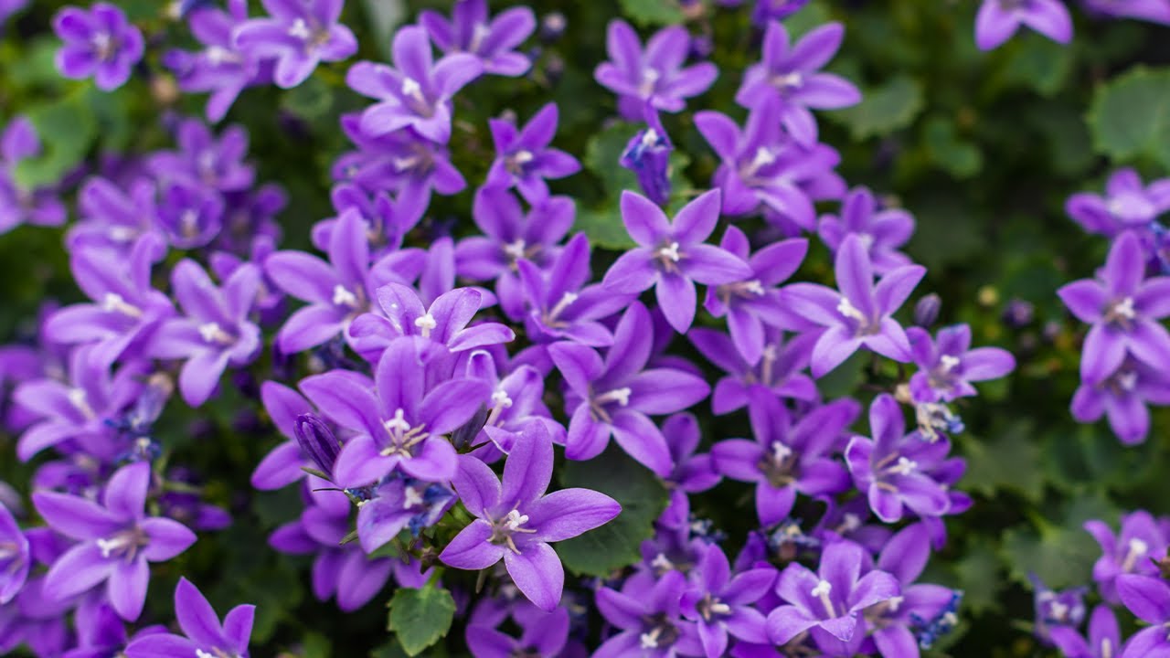 Gentle music, calms the nervous system - healing music for the heart