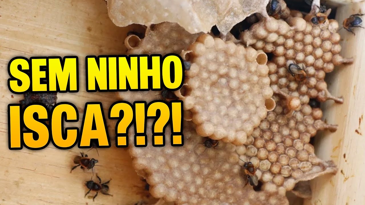 🚨 NÃO use ninho isca! Aprenda 2 formas REAIS de conseguir colmeias de abelhas nativas