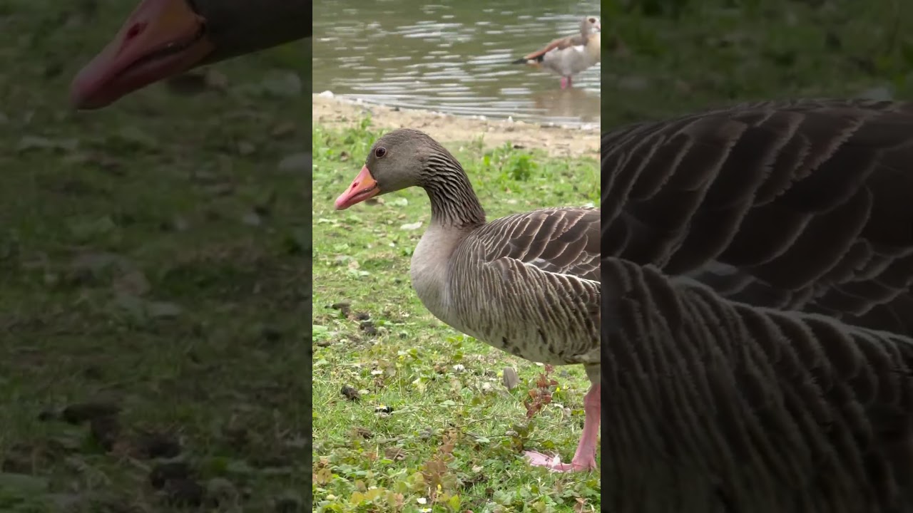Graugans auf Spaziergang &ndash; Nahaufnahme am Vogelinsel in Krefeld