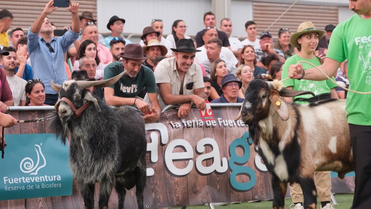 1425 euros por un macho cabrío | Mejores pujas de la Subastas en Feaga 2024